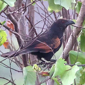 Coucal noirou