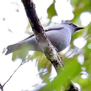 Échenilleur pâle