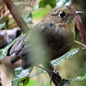 Grallaire de la Perija