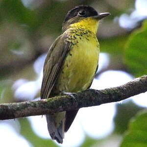 Lanisome élégant