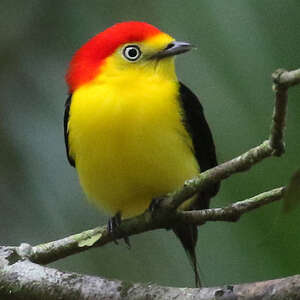 Manakin filifère