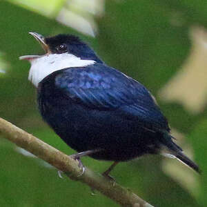 Manakin orné