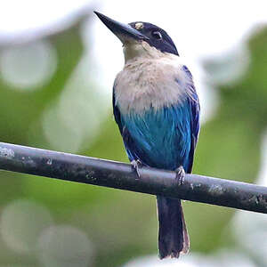 Martin-chasseur lazuli