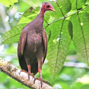 Mégapode des Tanimbar