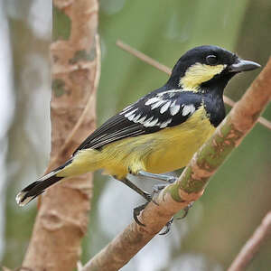 Mésange élégante