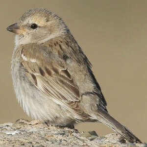Moineau des saxaouls