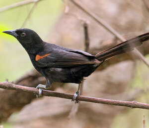Oriole variable