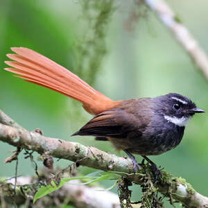 Rhipidure rougequeue