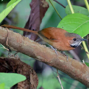 Synallaxe du Roraima