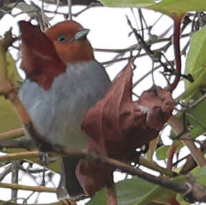 Tangara à tête fauve