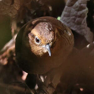 Troglodyte des Santa Marta