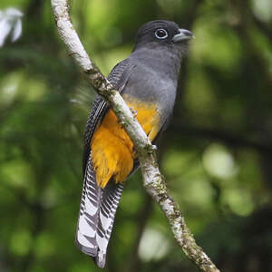 Trogon de Sclater