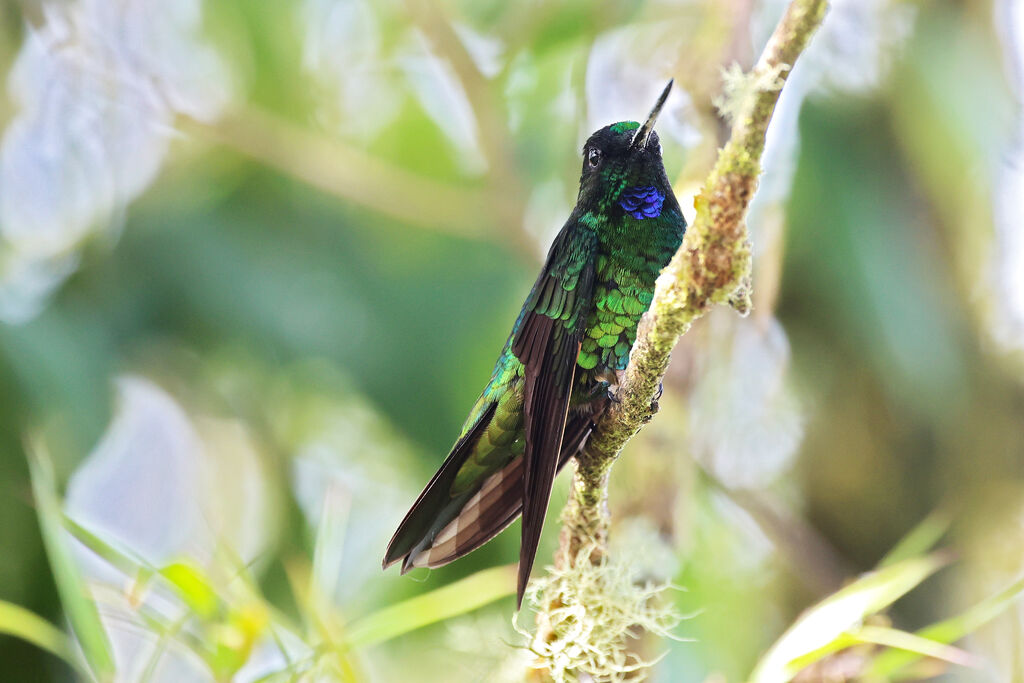 Inca de Wetmore mâle adulte