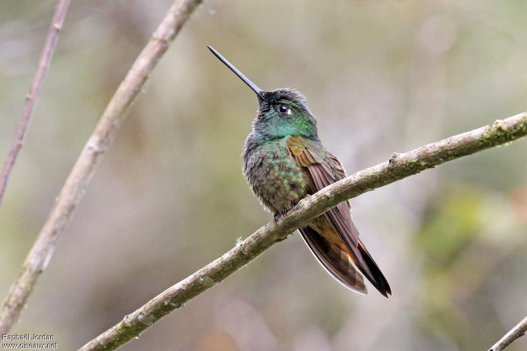 Inca violifère femelle adulte, identification