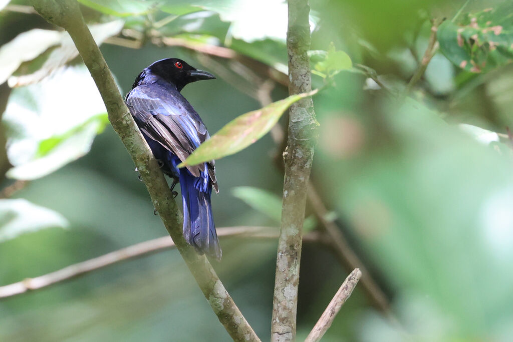 Philippine Fairy-bluebirdadult