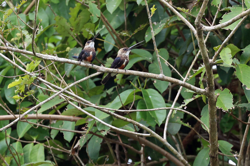 Jacamar à tête pâle