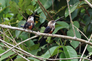 Jacamar à tête pâle