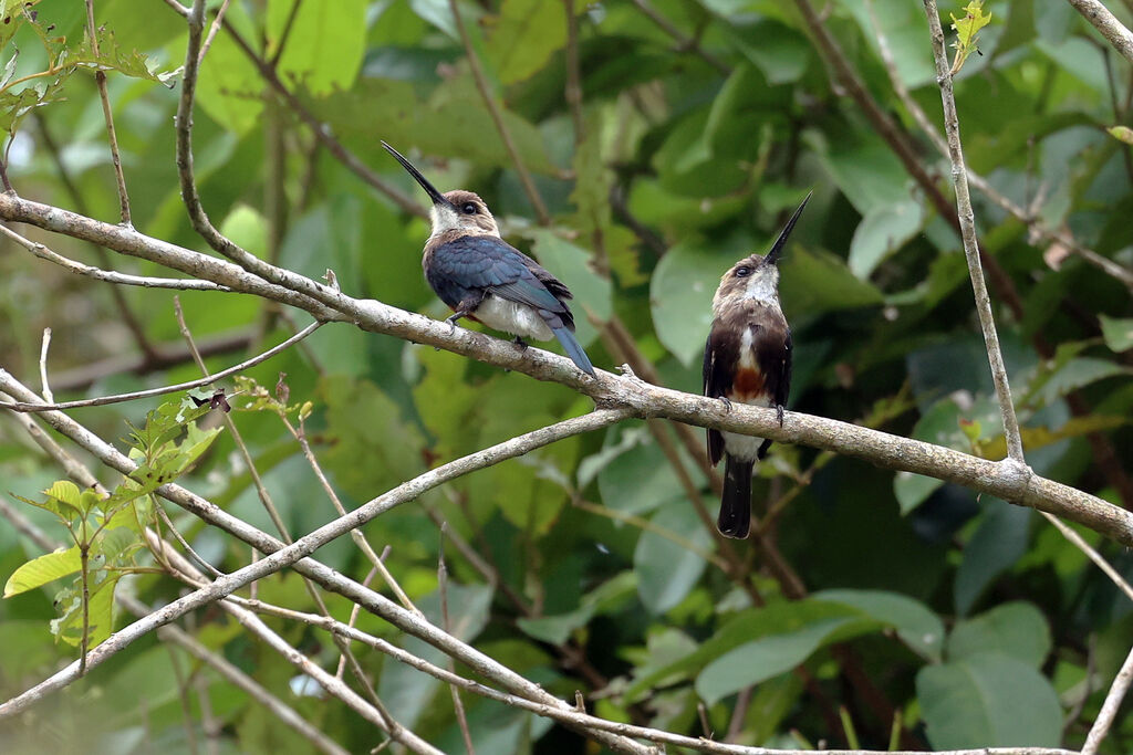Jacamar à tête pâleadulte