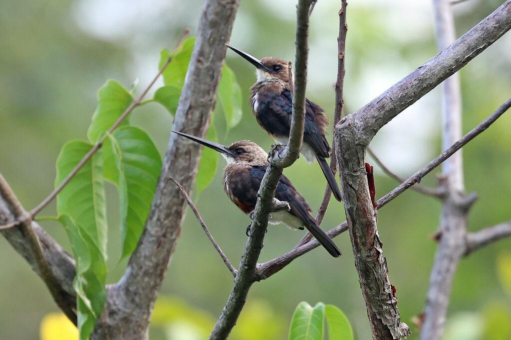 Jacamar à tête pâleadulte