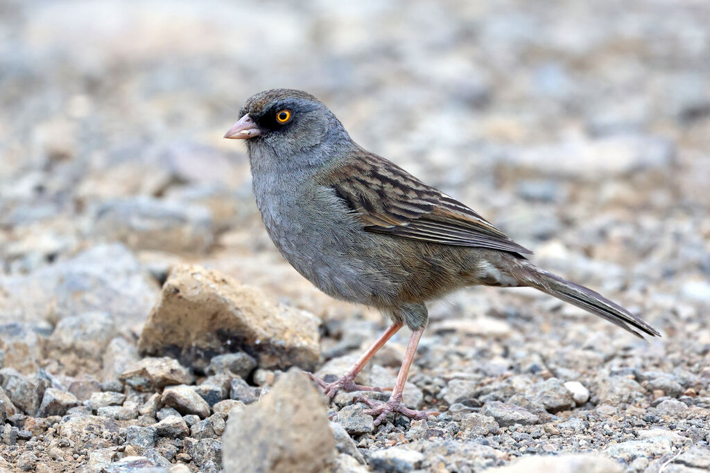 Volcano Juncoadult
