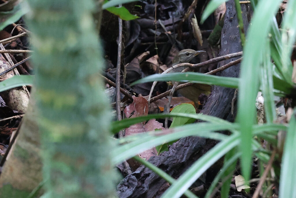 Gray's Grasshopper Warbler