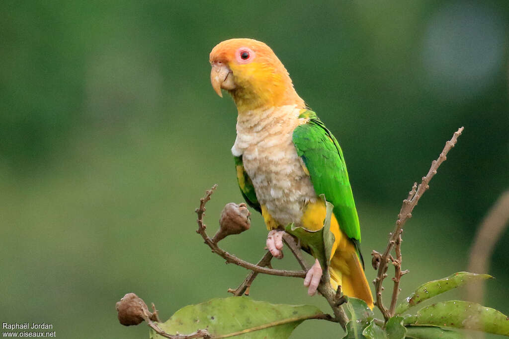 White-bellied Parrot