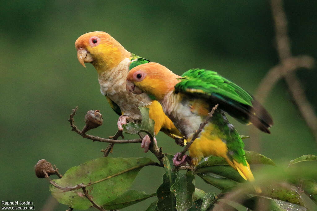 White-bellied Parrot