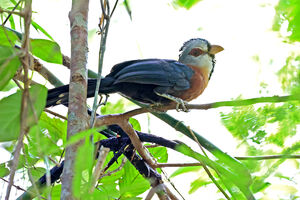 Malcoha frisé