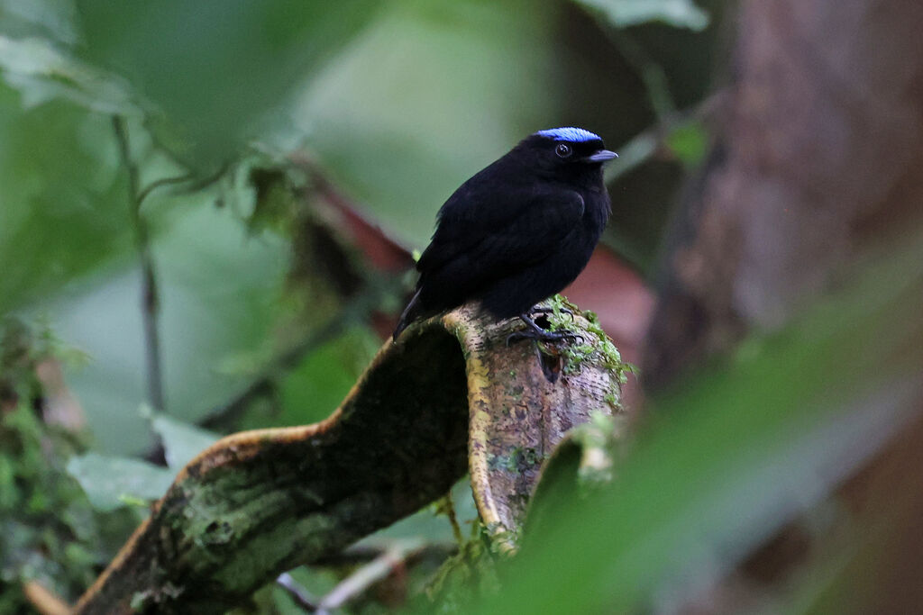 Manakin velouté mâle adulte
