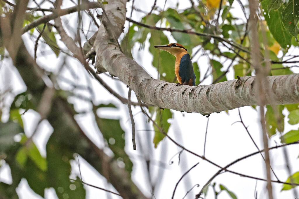 Cinnamon-banded Kingfisher