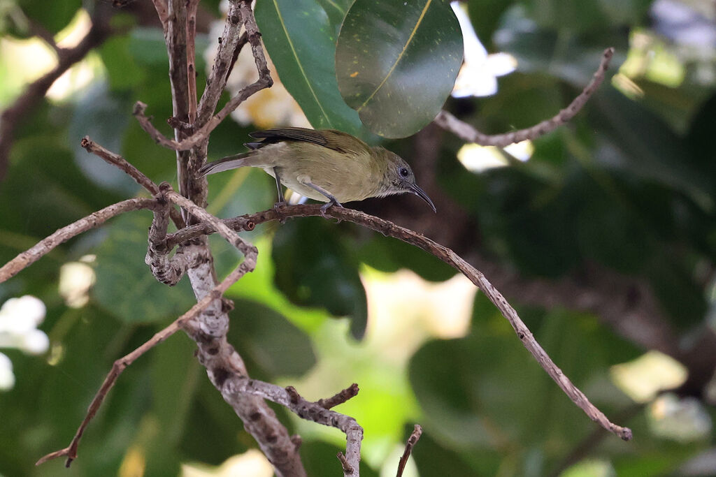 Méliphage de Lombok