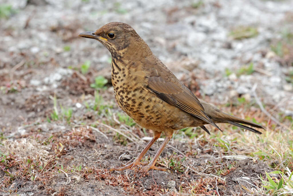 Austral Thrushjuvenile, identification