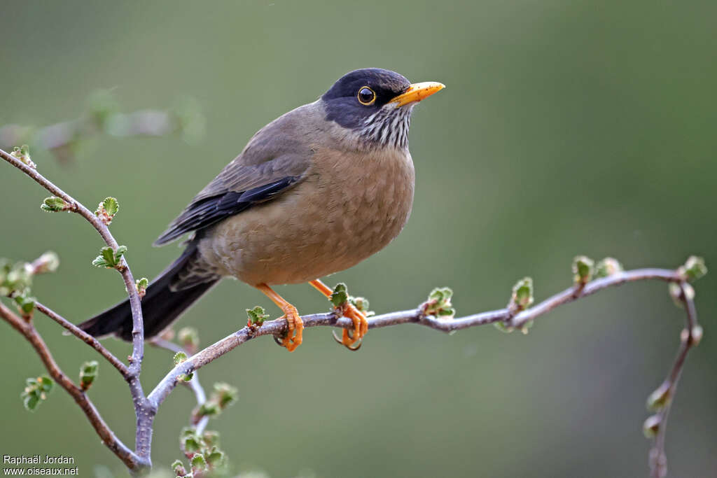 Austral Thrush male adult, identification