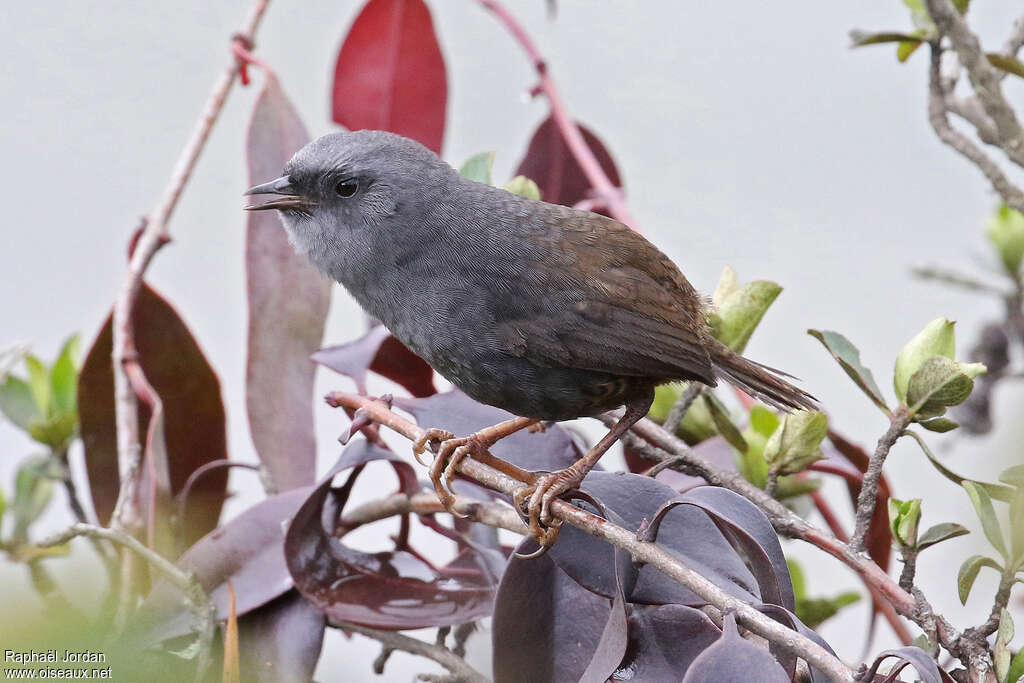 Mérulaxe de Simons mâle adulte, identification
