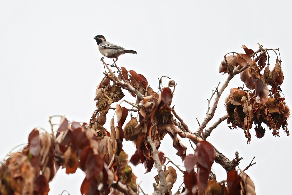 Mésange à ventre grisadulte