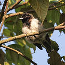 Mésange à ventre strié
