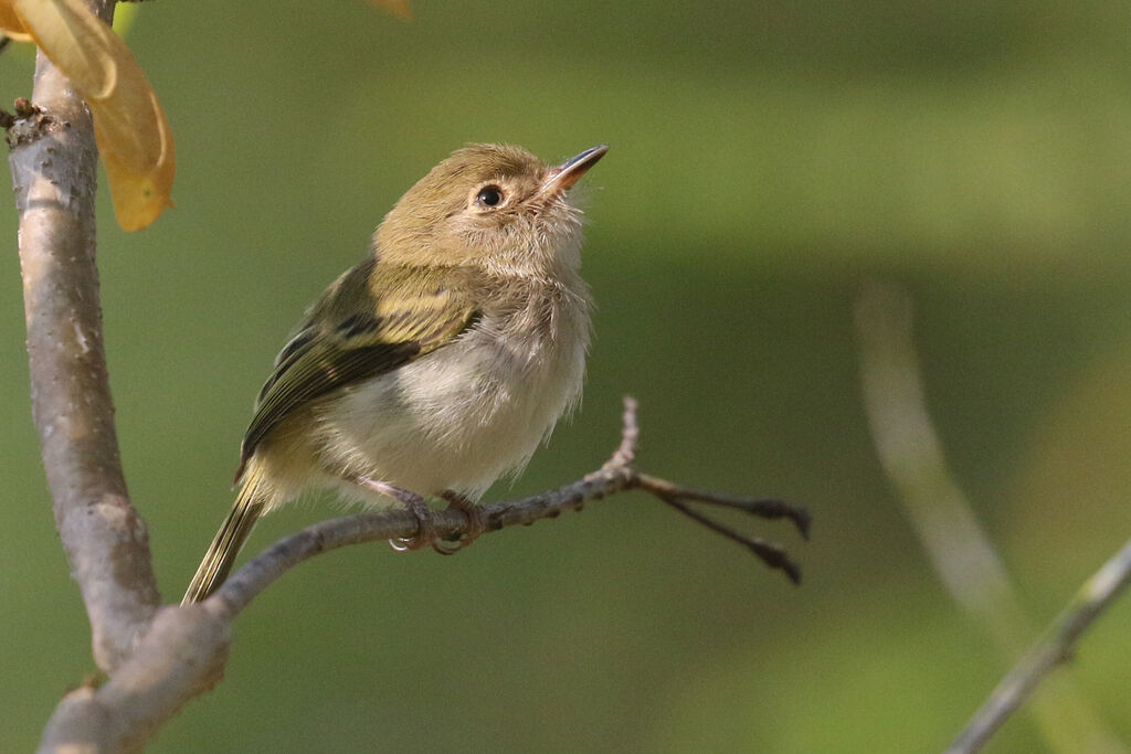 Microtyran coifféimmature