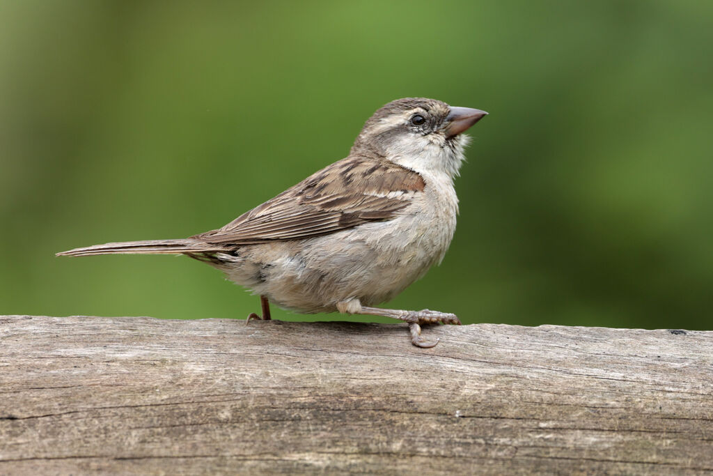 Moineau à dos roux femelle adulte