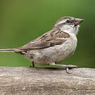 Moineau à dos roux