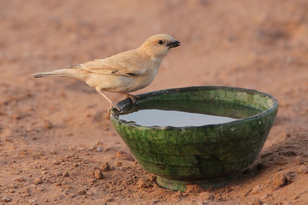 Desert Sparrow female adult