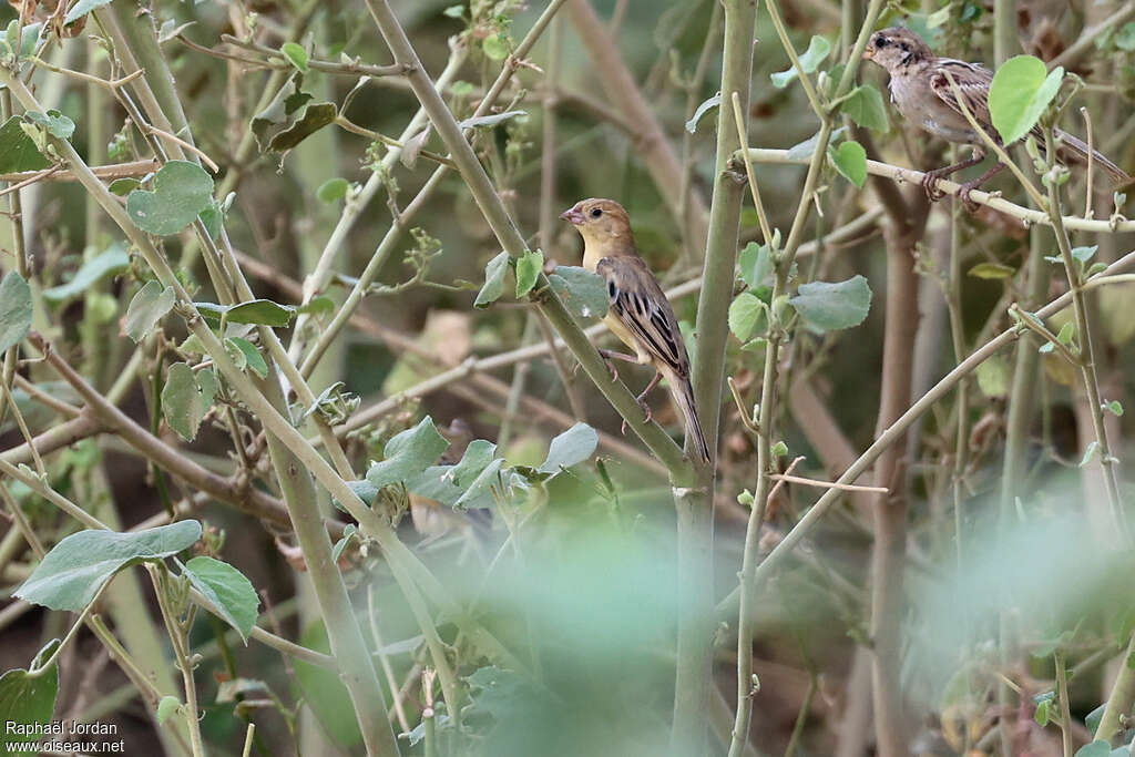 Moineau d'Arabie femelle adulte
