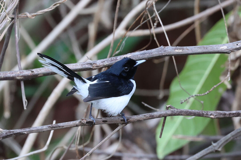 Tanahjampea Monarchadult