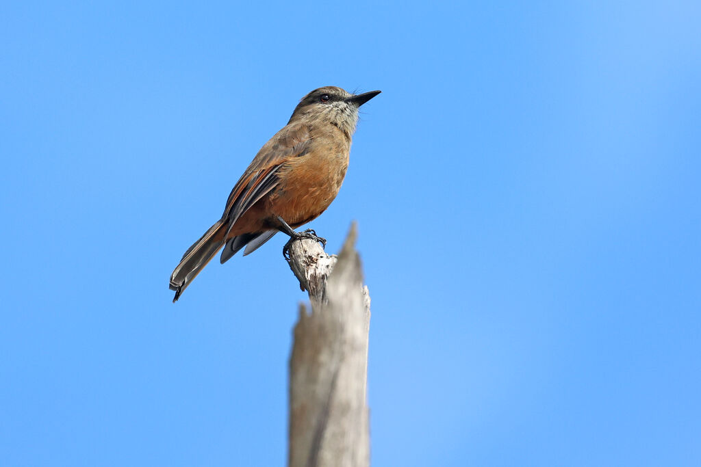 Moucherolle des Santa Marta - Moucherolle de Santa Martaadulte