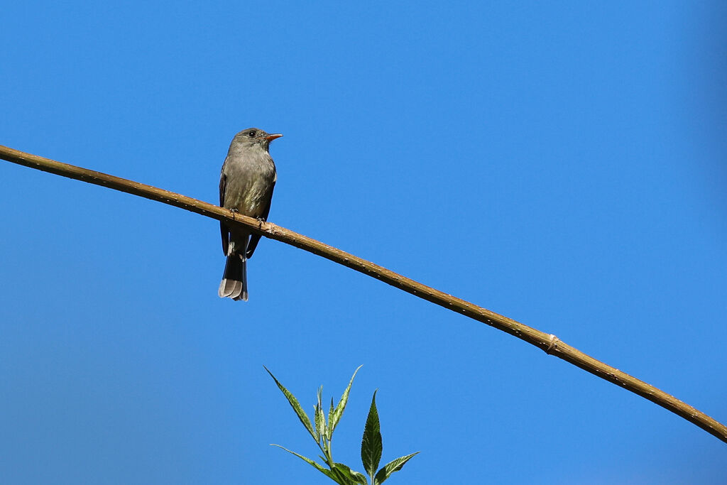 Dark Pewee