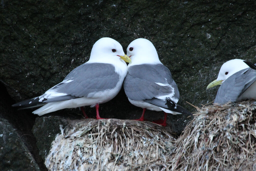 Red-legged Kittiwakeadult breeding