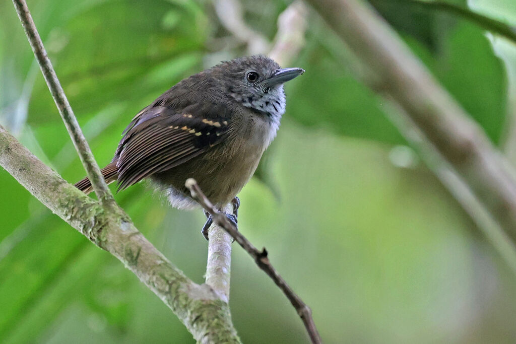 Myrmidon fauve mâle adulte