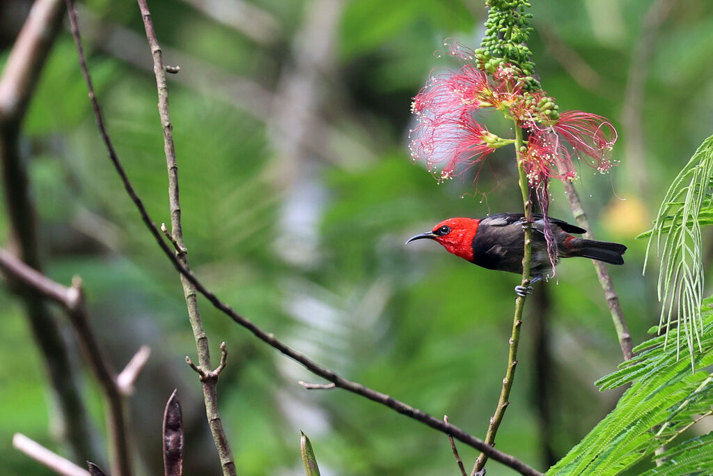 Sumba Myzomela male adult