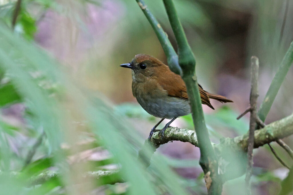 Notodèle de la Sonde femelle adulte