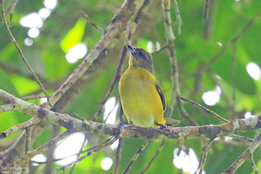 Trinidad Euphonia female adult, identification