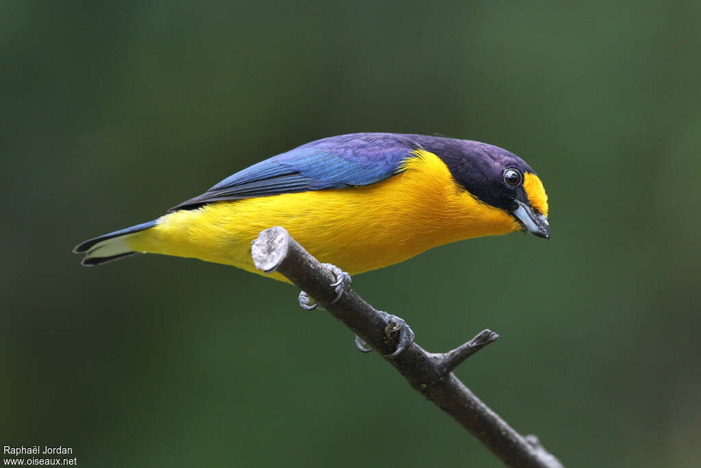 Violaceous Euphonia male adult, Behaviour